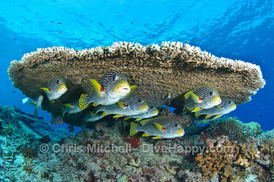 Sweetlips beneath a table coral, Tubbataha Reef, Philippines Sweetlips beneath a table coral, Tubbataha Reef, Philippines