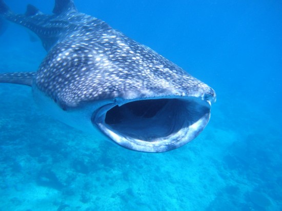 Maldives Whale Shark © kaz20