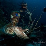 Cuttlefish and Coral, Diving Kalimantan, Indonesia