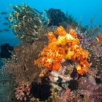 Reef, Tatawa Besar, Komodo