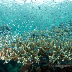 A large table coral is home to thousands of glassfish