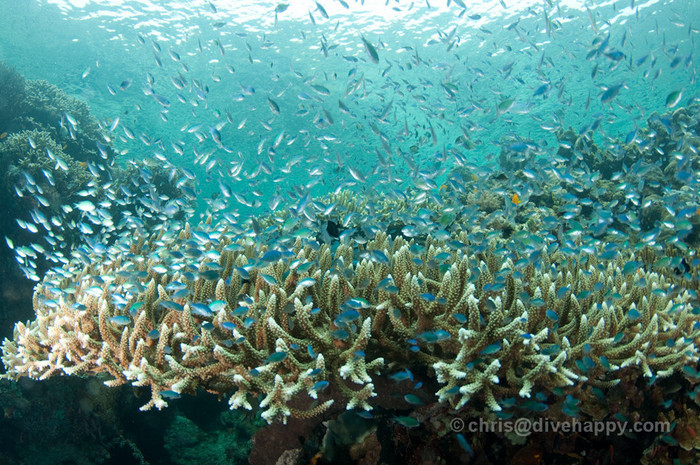 A large table coral is home to thousands of glassfish