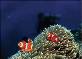 Sipadan clownfish