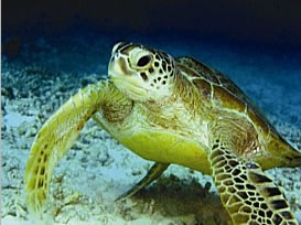 Sipadan turtle