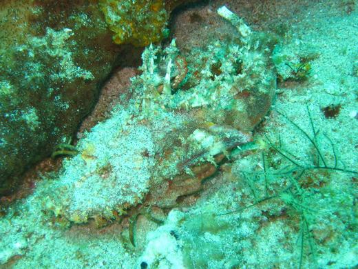 Demon Stinger - Komodo scuba diving