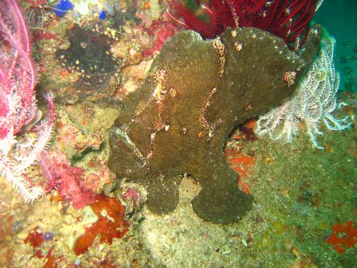 Frogfish - Komodo scuba diving