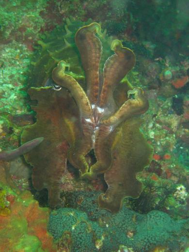 Thorny cuttlefish - Komodo scuba diving