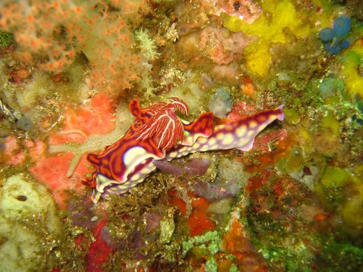 Gaint nudibranch - Komodo scuba diving