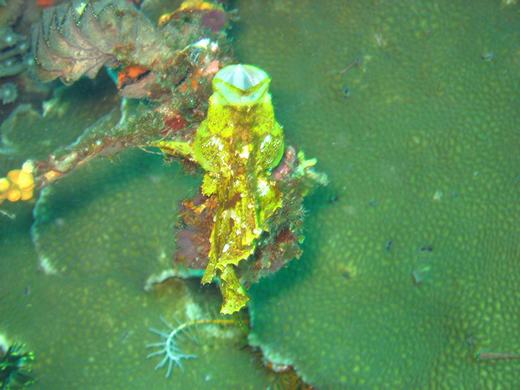 Burping leaffish - Komodo scuba diving