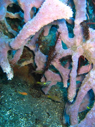 Ornate ghostpipefish - Komodo scuba diving