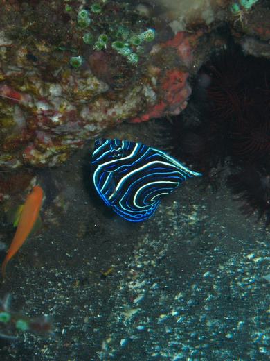 Juvenile emperor angelfiah - Komodo scuba diving