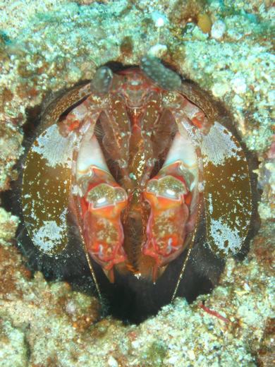 Mantis Shrimp - Komodo scuba diving