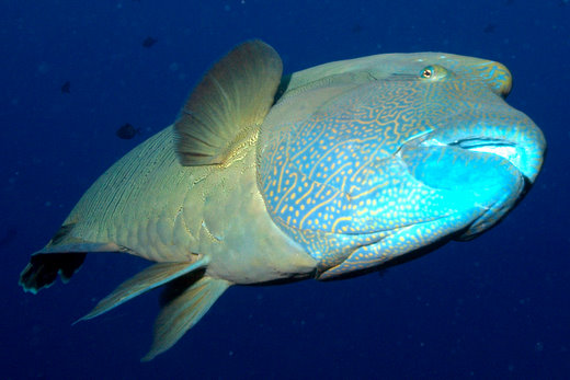 Napoleon wrasse gets friendly, Blue Hole, Palau