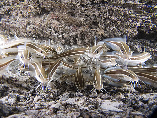 Cat Fish, Palau Weh