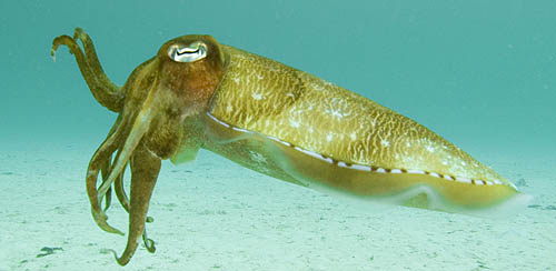 Cuttlefish, Palau Weh