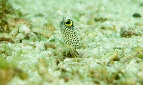 Eel, Palau Weh