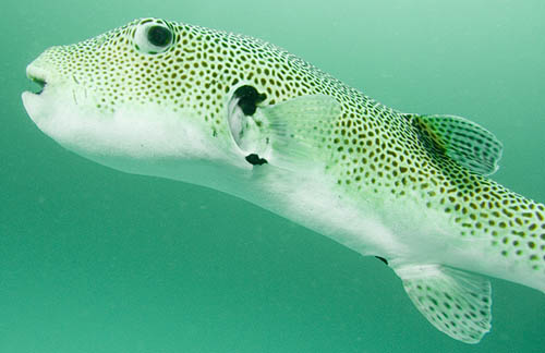 Friendly Puffer, Palau Weh