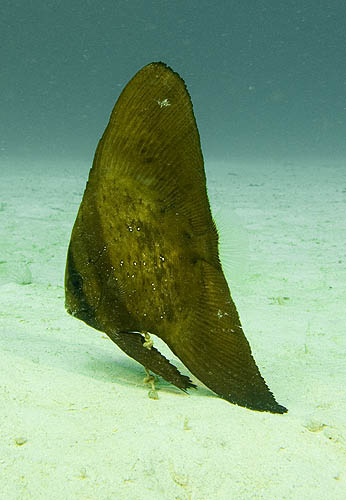 Leaf Fish, Palau Weh