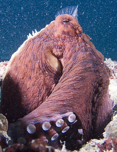 Octopus, Palau Weh