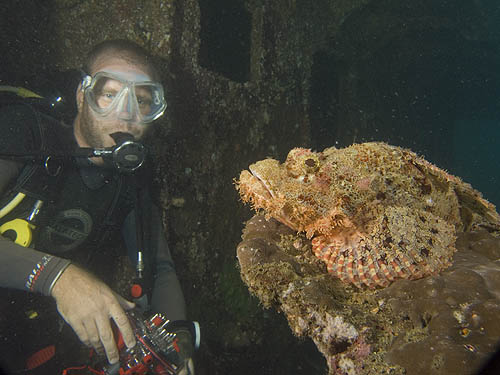 Scorpion fish, Palau Weh