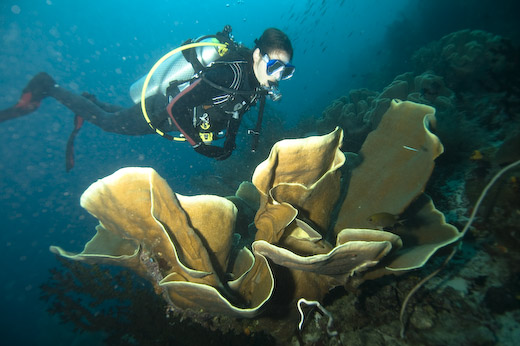 Huge corals the size of humans are a common sight in Raja