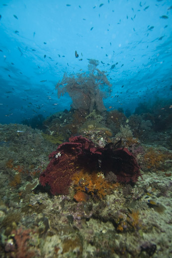 Raja Ampat to Triton Bay Liveaboard - Trip Report - Dive Happy