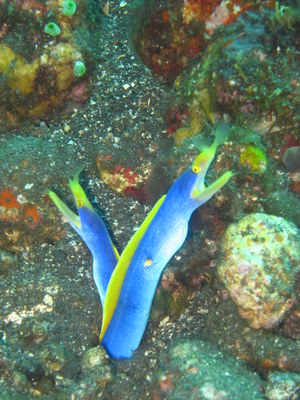 Blue Ribbon Eels