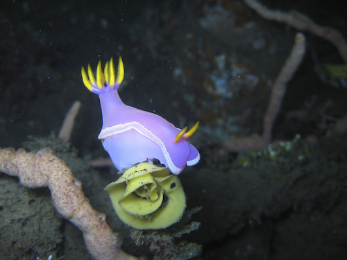 lembeh-strait-diving-nad-12