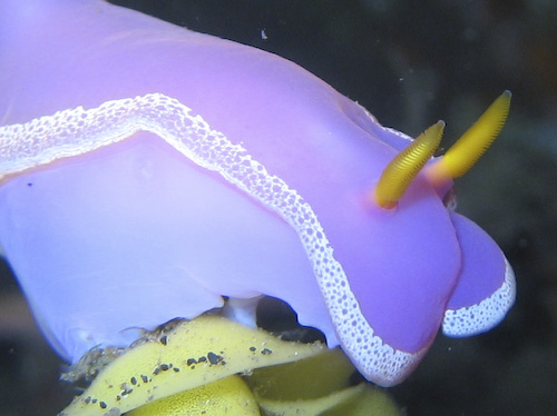 lembeh-strait-diving-nad-13