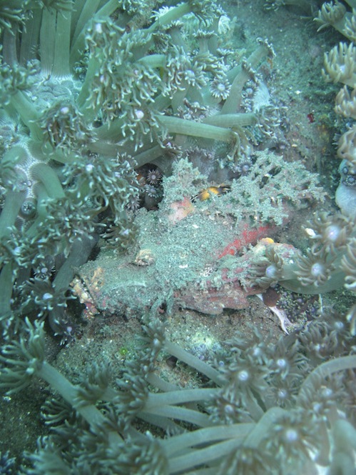 lembeh-strait-diving-nad-14