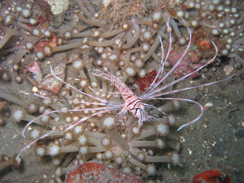 lembeh-strait-diving-nad-15