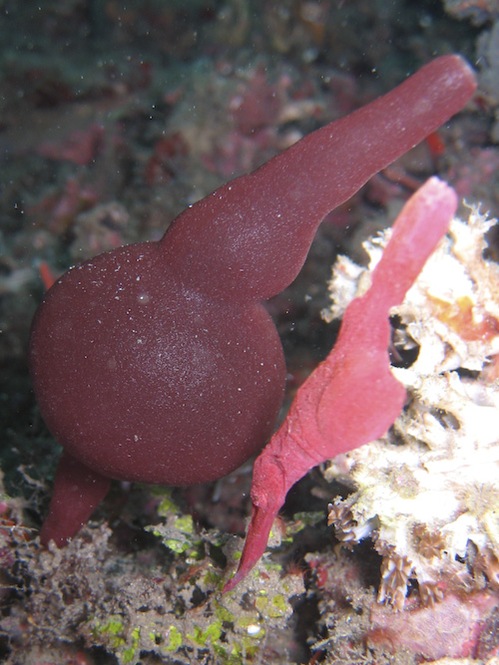 lembeh-strait-diving-nad-16