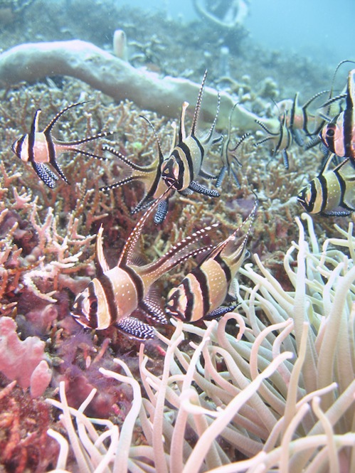 lembeh-strait-diving-nad-17