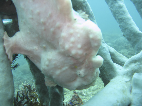 lembeh-strait-diving-nad-18