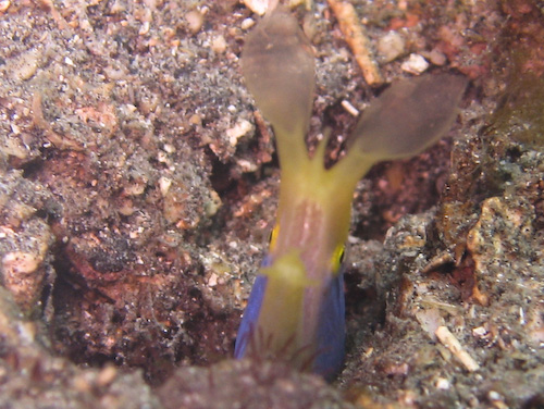 lembeh-strait-diving-nad-19