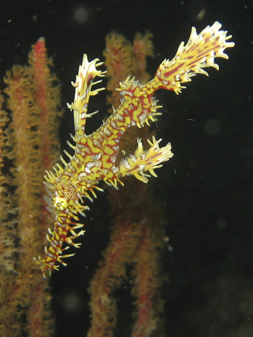 lembeh-strait-diving-nad-2