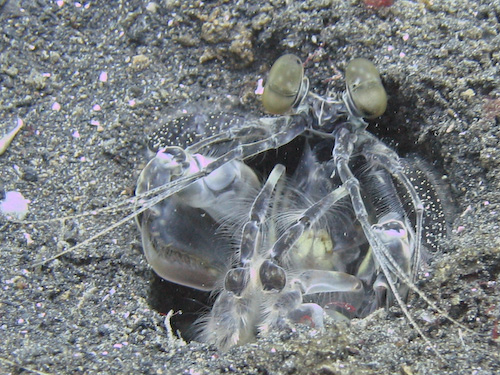 lembeh-strait-diving-nad-21