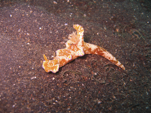 lembeh-strait-diving-nad-22