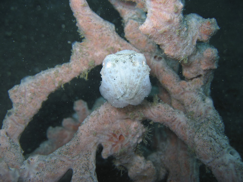 lembeh-strait-diving-nad-23