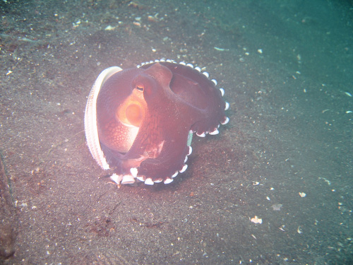 lembeh-strait-diving-nad-24