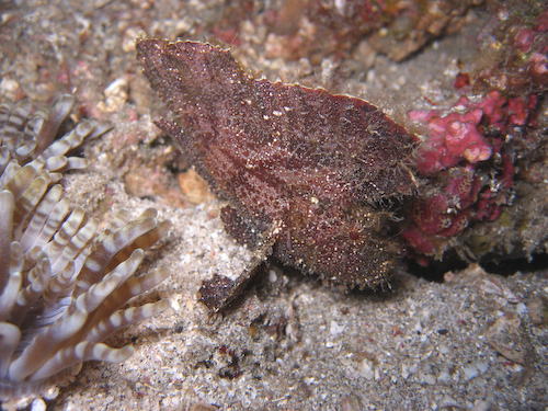 lembeh-strait-diving-nad-3