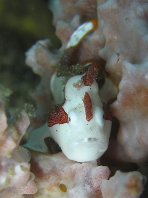 lembeh-strait-diving-nad-32