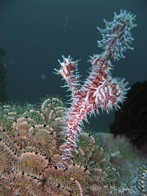 lembeh-strait-diving-nad-33