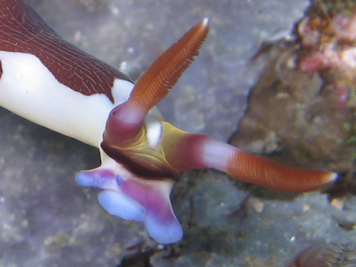 lembeh-strait-diving-nad-6