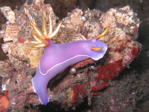 lembeh-strait-diving-nad-9