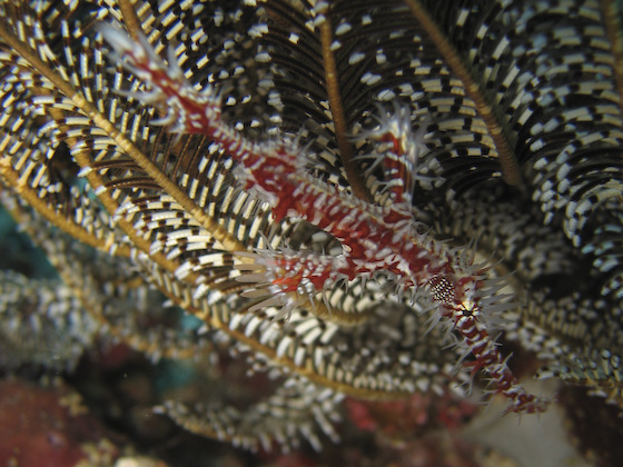 Red Ornate Ghost Pipefish