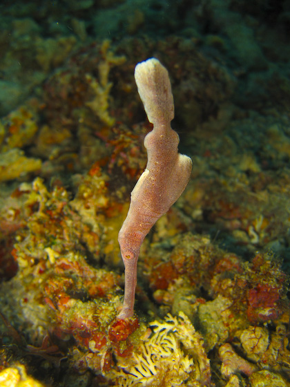 Velvet Ghost Pipefish