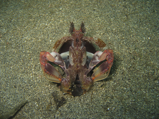 Spearing Mantis Shrimp at Lembeh