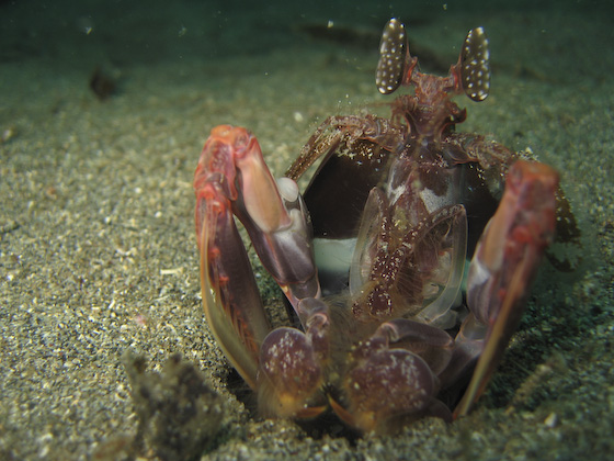 Spearing Mantis Shrimp, Bangka