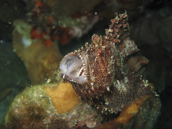 Leaf Fish Burping